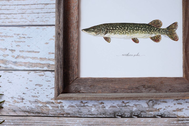 May include: A framed watercolor print of a northern pike fish. The fish is depicted in shades of green, brown, and tan, with a speckled pattern. The artwork is set against a white background, with the words "northern pike" in cursive. The frame is made of rustic wood.