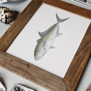 AMBERJACK, Fisch Art Painting, Salzwasserfischen, Ocean Art, 8x10, 11x14, Kunstdruck Bild 8