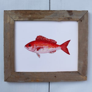 VERMILION SNAPPER, BEELINER, Fish Art Painting, Saltwater Fishing, Ocean Art, Deep Sea Fishing, art print image 7