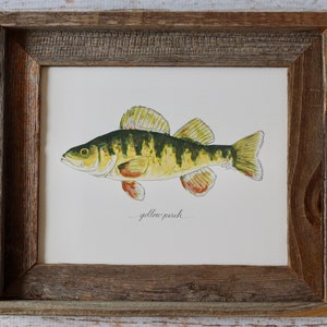 以下が含まれることがあります： 緑、黄色、オレンジの模様のあるイエローパーチの魚の水彩画が額装されています。魚は右に泳いでおり、魚の真下に「イエローパーチ」という文字が書かれています。