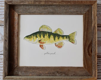 Yellow Perch Art Print | Pike Freshwater Fish Painting