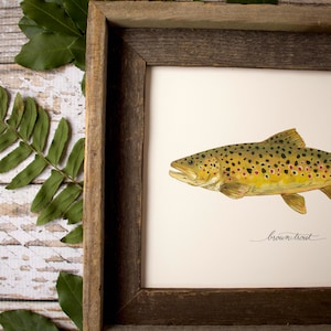 2 PRINTS, Rainbow Trout and Brown Trout, 2 fish prints, 8x10 or 11x14, fly fishing, Father's Day image 5