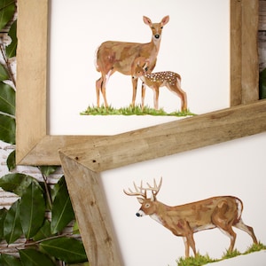 2 Prints - Whitetail Deer and Buck Art Print, Doe and stag Painting, Deer Hunting, Outdoors, Mom and Baby Deer, Art, fawn artwork