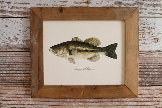 LARGEMOUTH BASS, Art Print, 8x10, 11x14, Fish, Fishing, Fisherman 