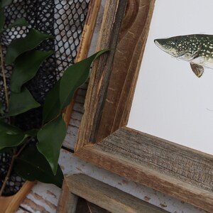 May include: A framed print of a northern pike fish, with a rustic wooden frame. The fish is depicted in detail with green and white spots. Green leaves and a fishing net are visible in the background.
