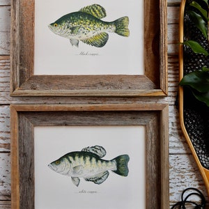 2 PRINTS, Black Crappie and White Crappie, 2 fish prints, 8x10 or 11x14, Cabin, Lake house, Rustic Decor