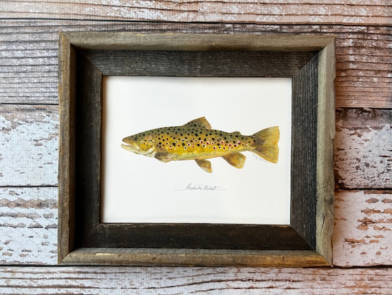 BROWN TROUT, Fly Fishing, Freshwater Fish, Painting, Print , 8x10