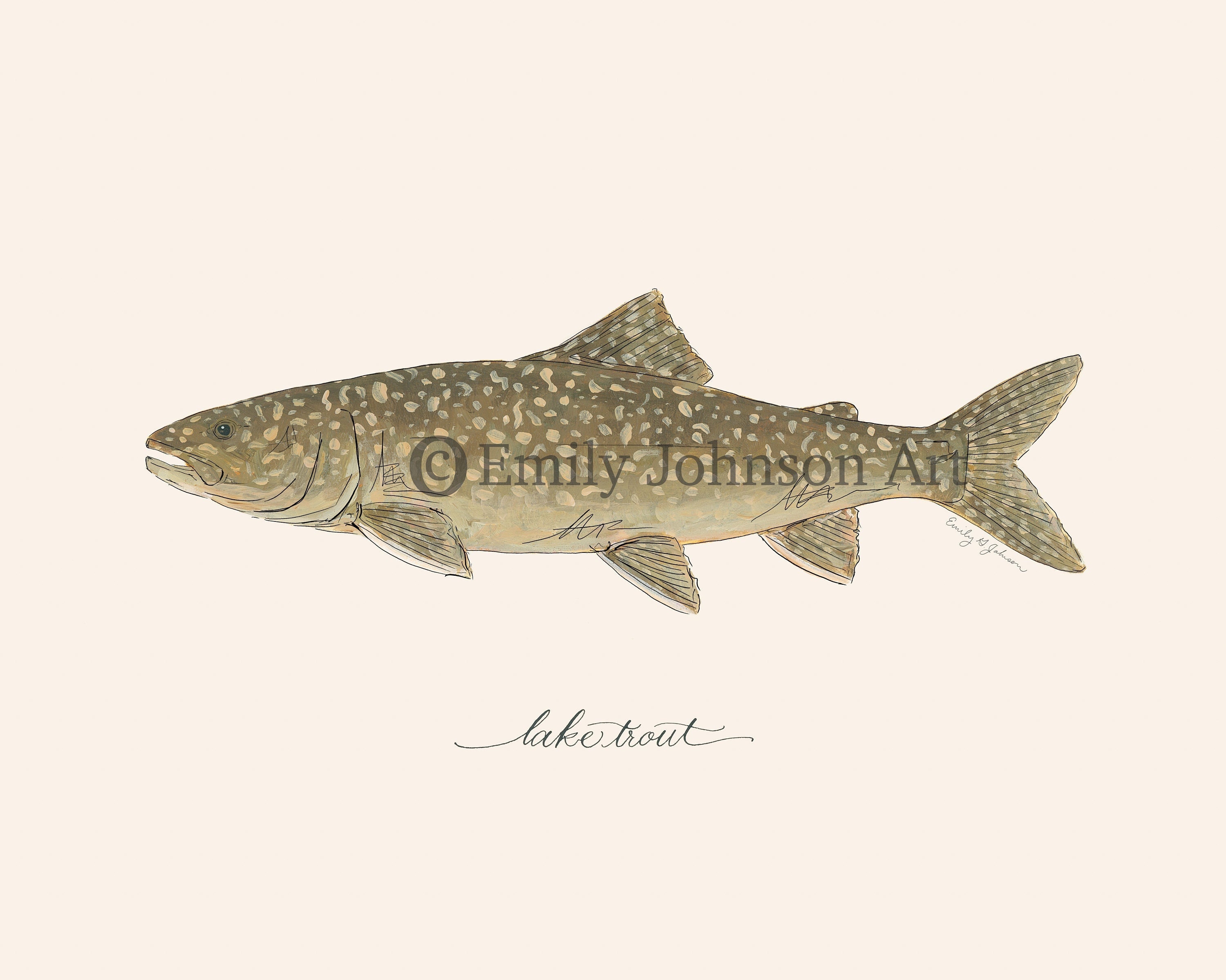 Lake TROUT, Fly Fishing, Freshwater Fish, Painting, Print , 8x10, 11x14
