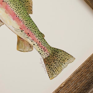 RAINBOW TROUT, Fish, Freshwater fish, fish painting, trout painting, fly fishing, 8x10, 11x14, art print image 9