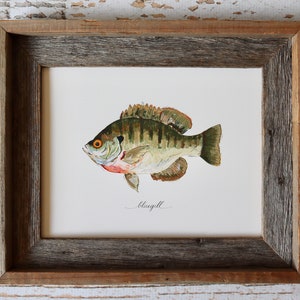 BLUEGILL, Bream, Fishing, Freshwater Fish, Lake, Cabin Decor, Fisherman, Christmas Present, Art Painting, Print , 8x10, 11x14