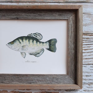 White Crappie Art Print | Crappy Freshwater Fish Painting
