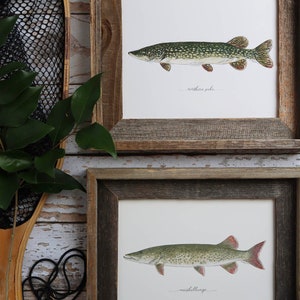 May include: Two framed art prints featuring detailed illustrations of fish. The top print shows a northern pike with green and white markings, labeled "northern pike." The bottom print depicts a muskellunge, labeled "muskellunge." Both are in rustic wooden frames.