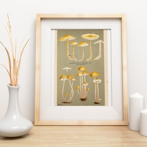 Vintage Mushroom Print Fungi SVG Cooke Illustration Digital Graphic Antique Printable INSTANT DOWNLOAD