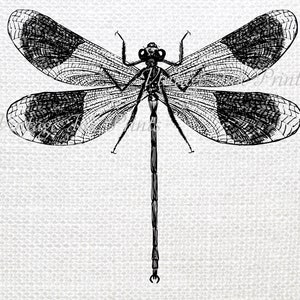 Dragonfly ClipArt Digital Download | Illustration | Graphic Antique Vintage | Printable INSTANT DOWNLOAD