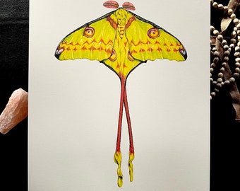Moon Moth  Giclee print 11”x14” Insect Bug Yellow Nature Beauty Love Wings Angel Color Fairytale Art Drawing Gift Brst Friend Witchy Goth