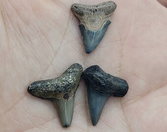 9102 Fossil Bone /& Tooth