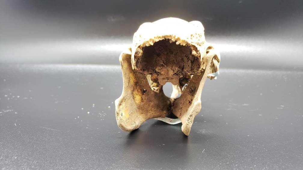 Real Domestic Rabbit Skull skull bone curiosity | Etsy