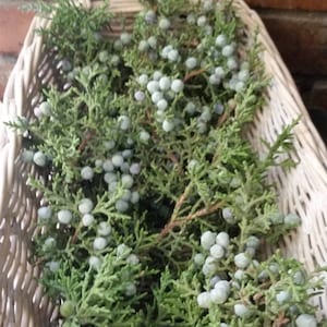 1  1 /2 lb Fresh Juniper Branches and berries,Brewing,  Juniperus Osteosperma,Wreath,smudge,Juniper Swags, Juniper boughs,rituals,incense