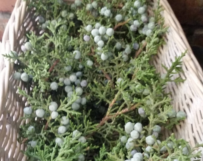 FRESH Juniper Branches 1 Lb , Wedding Decor,fresh Juniper,juniper