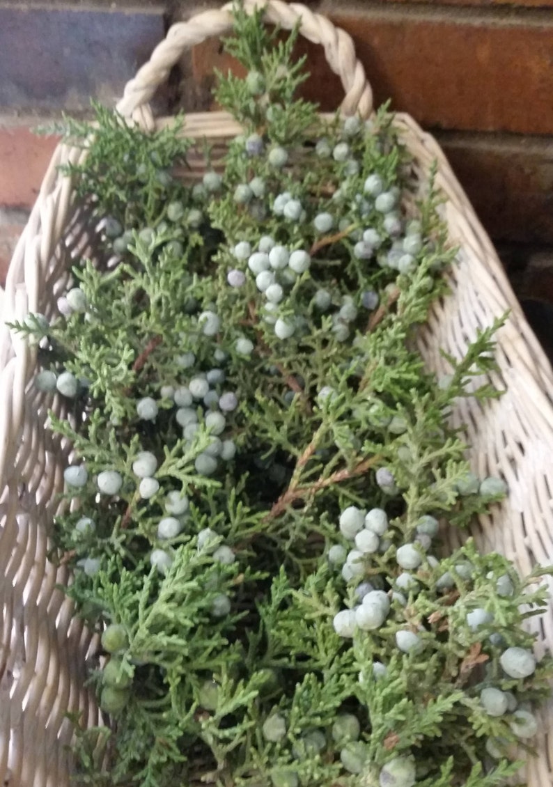 2 lb Fresh Juniper Branches and berriesBrewingJuniperus Etsy