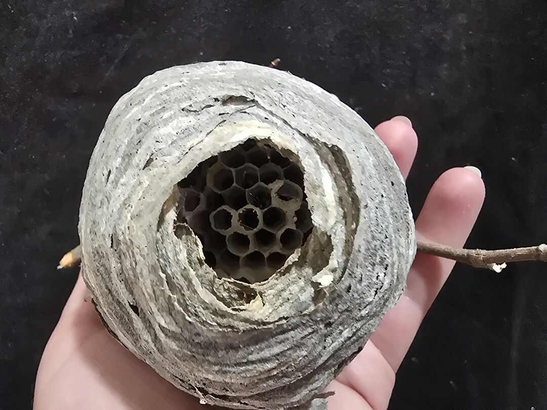 Small Insect Nests 3