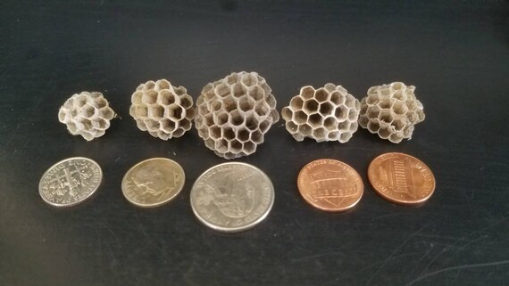 12 1 5 Little Wasp Nest Paper Wasp Nest Curiosities Cabinetbee Hivehornet Nestnature Artcraft Supplyinsect Studiesrustic Decor