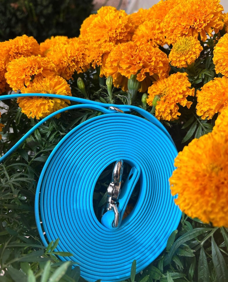 Op de afbeelding: Een opgerolde, helderblauwe hondenriem met een zilverkleurige sluiting. De riem staat tegen een achtergrond van fel oranje goudsbloemen en groene bladeren, wat een opvallend contrast cre&euml;ert.