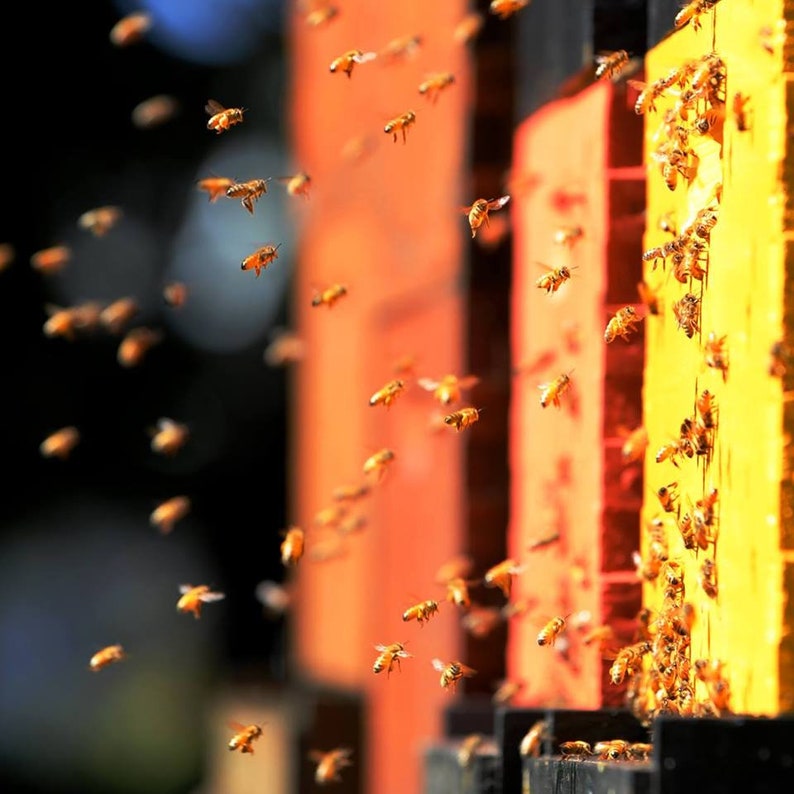 May include: A close-up of a beehive with many bees flying around it. The hive is made of wood and has a yellow and orange paint job. The bees are flying in and out of the hive, and some are landing on the side of the hive.