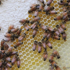 May include: Close-up of a honeycomb frame with bees crawling on it. The bees are brown and black with wings. The honeycomb is yellow and has a hexagonal pattern. The frame is on a white surface.