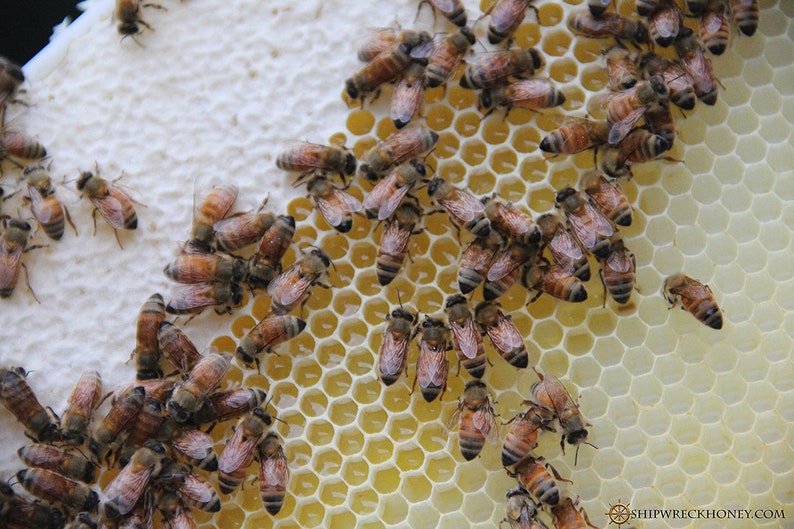 May include: Close-up of a honeycomb frame with bees crawling on it. The bees are brown and black with wings. The honeycomb is yellow and has a hexagonal pattern. The frame is on a white surface.