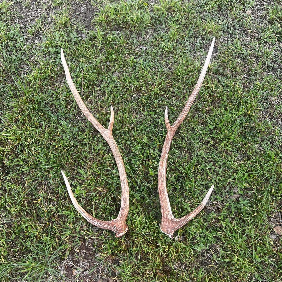 Pair of Non-matching Axis Deer Antler Sheds - XS, Small, Medium, Large ...