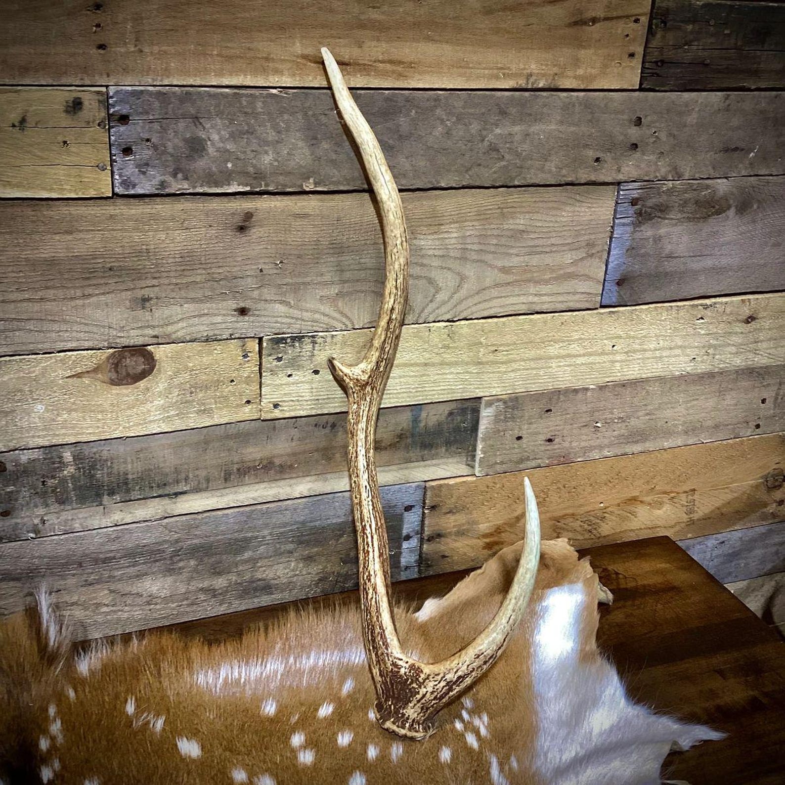 Grade-a Axis Deer Antler Sheds - 5 or 10 Pounds - Minor Broken Tines ...
