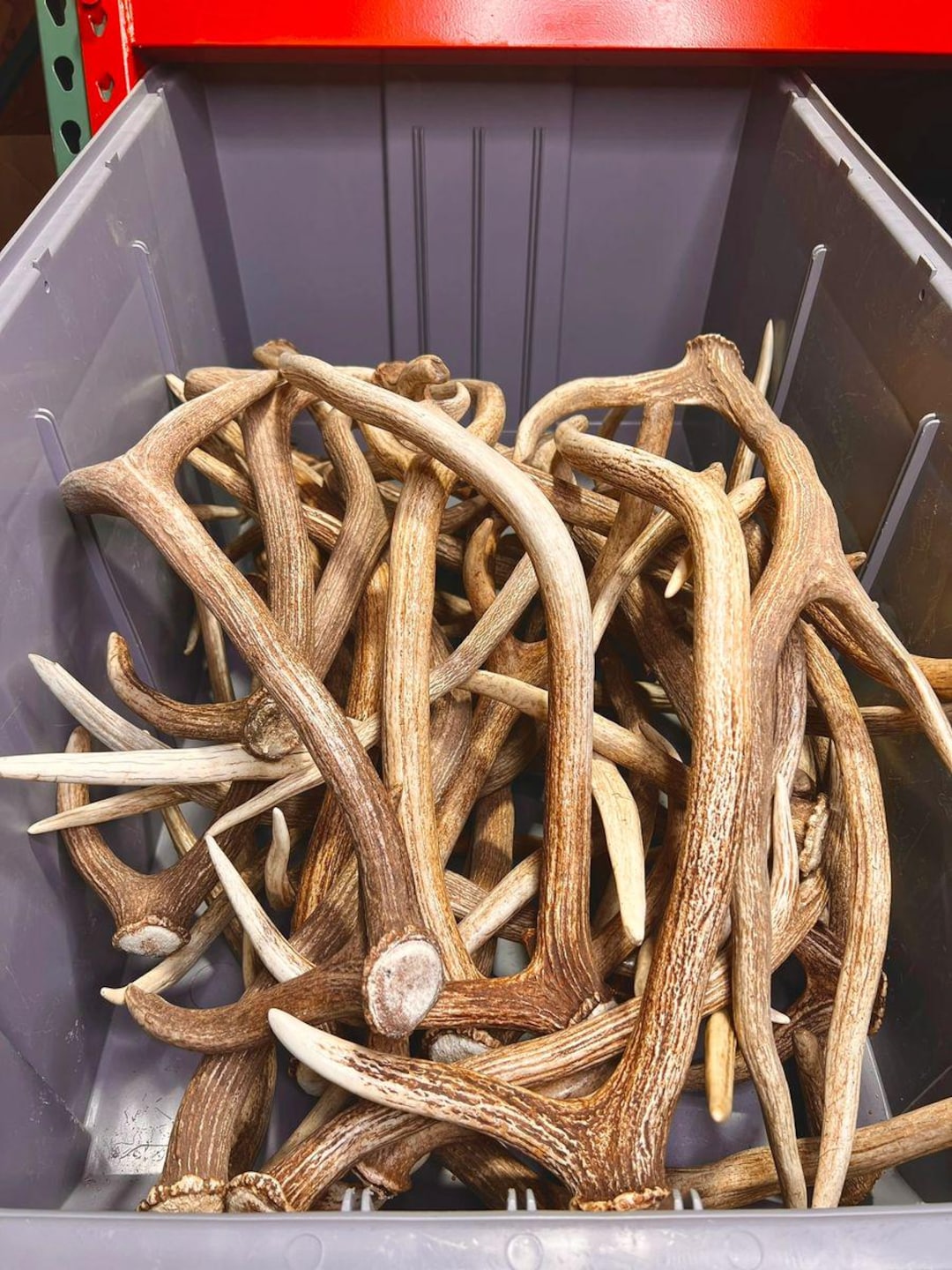 Grade-a Axis Deer Antler Sheds - 5 or 10 Pounds - Minor Broken Tines ...