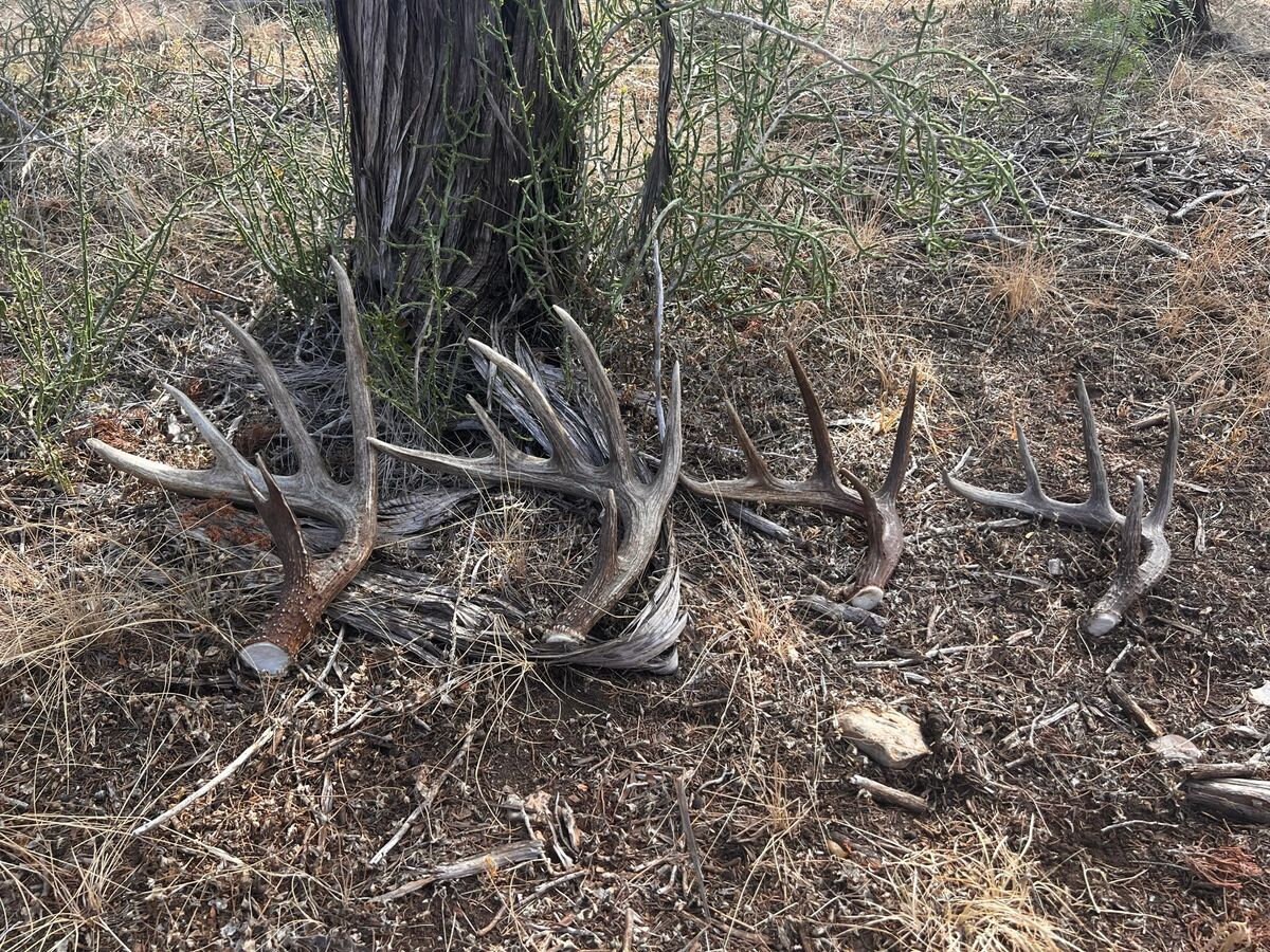 A/B Grade Mix, Good Solid Whitetail Deer Antler Sheds - 5 or 10 Pounds