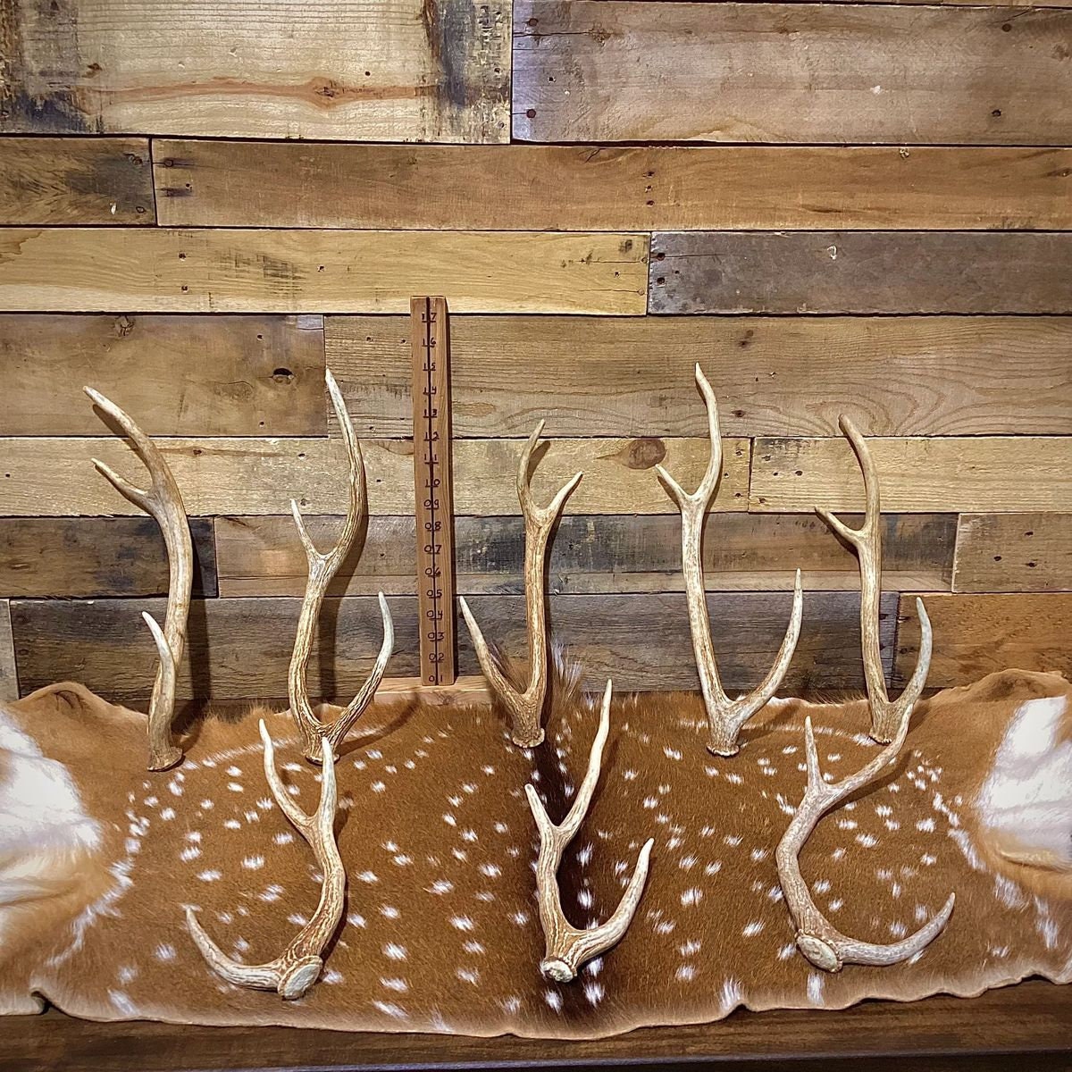 Premium Axis Deer Antler Sheds Small Size Choose Quantity - Etsy
