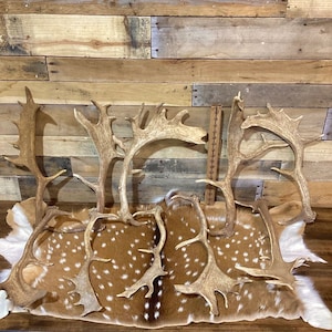 May include: Five sets of antlers, likely from a deer or elk, are arranged on a brown and white spotted animal hide. The antlers are a light brown color and have a natural, rough texture.