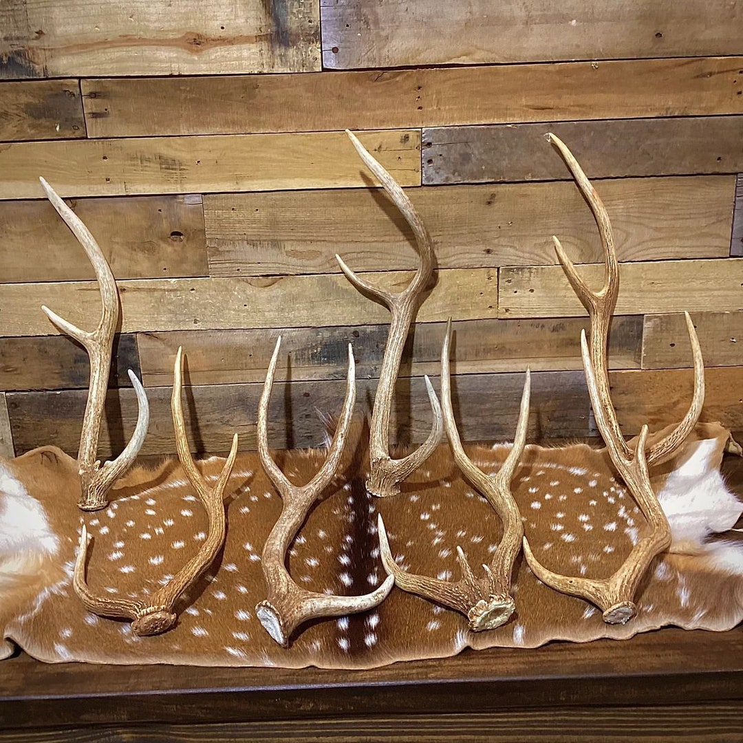 Premium Axis Deer Antler Sheds Large Size Choose Quantity - Etsy