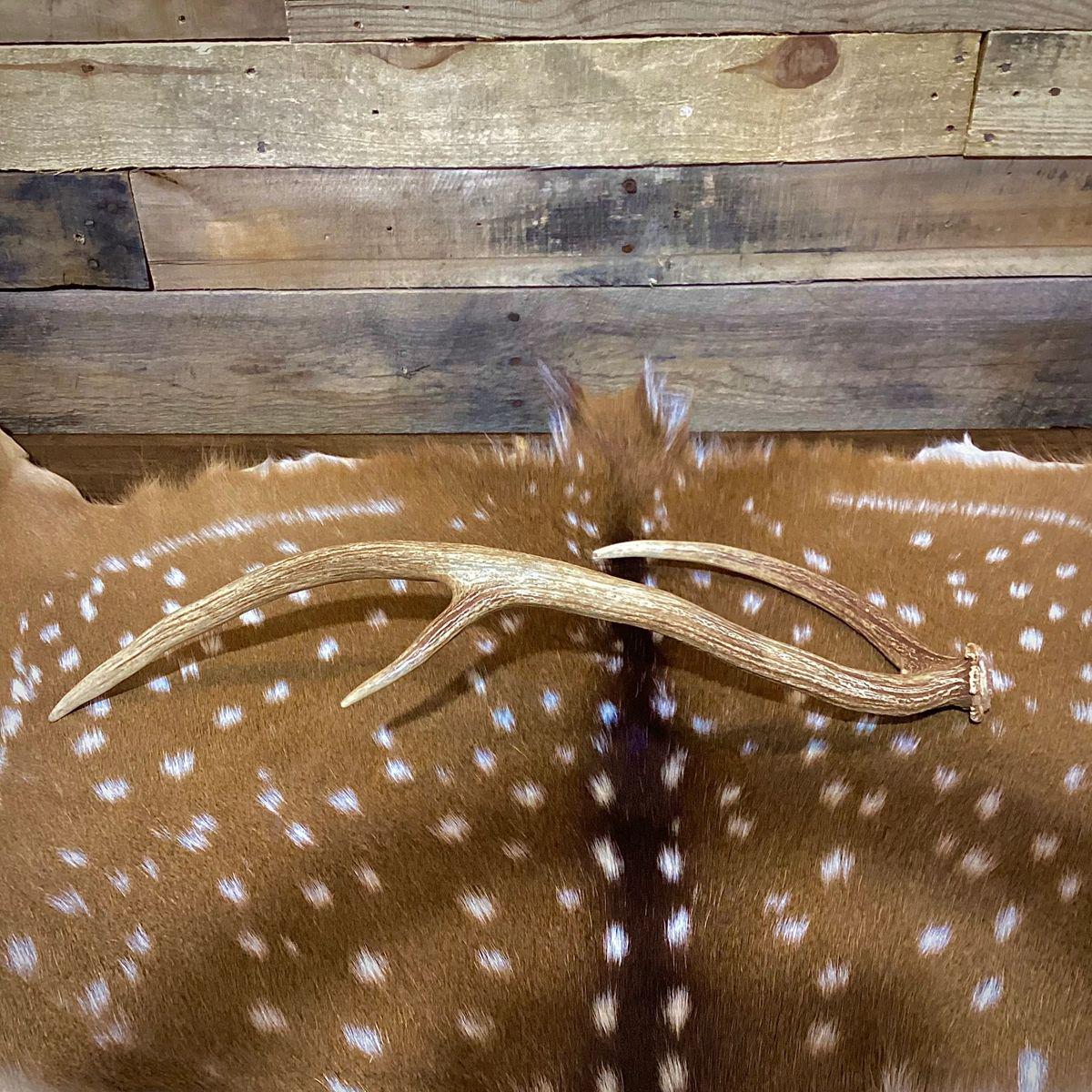 Premium Axis Deer Antler Sheds - Large Size - Choose Quantity - Etsy