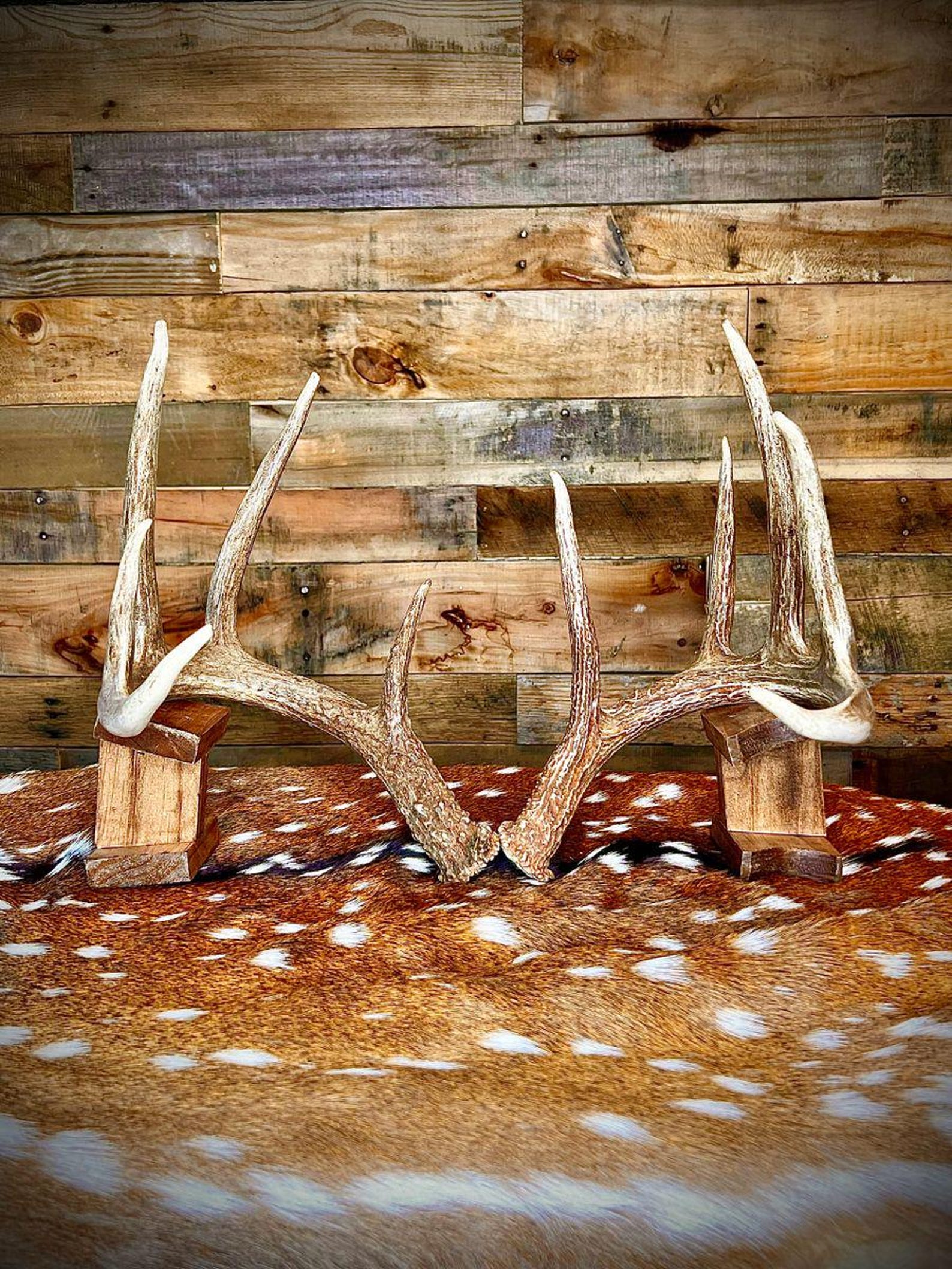 Pair of Non-matching Whitetail Deer Antler Sheds - A Grade - All Sizes