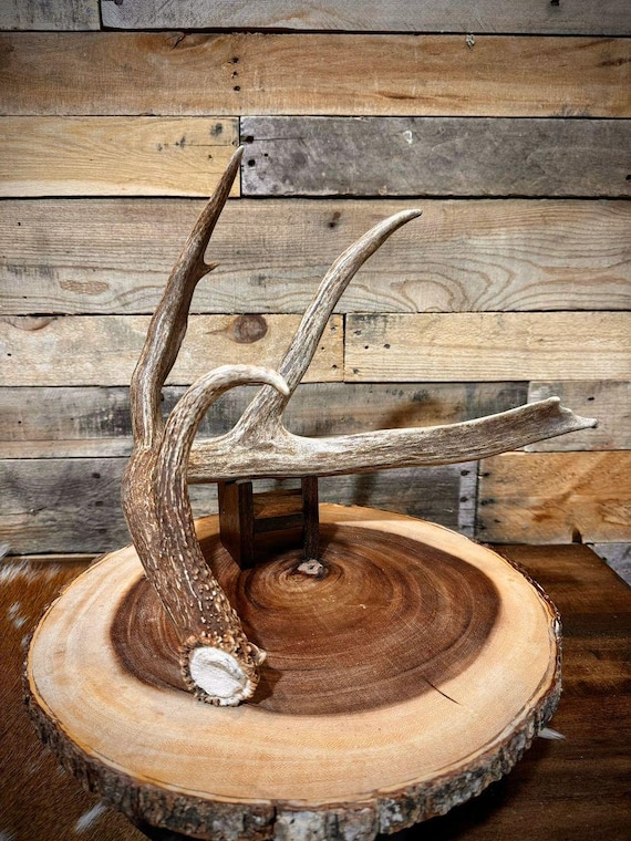 BIG 4-point XL Whitetail Sheds - 60-70