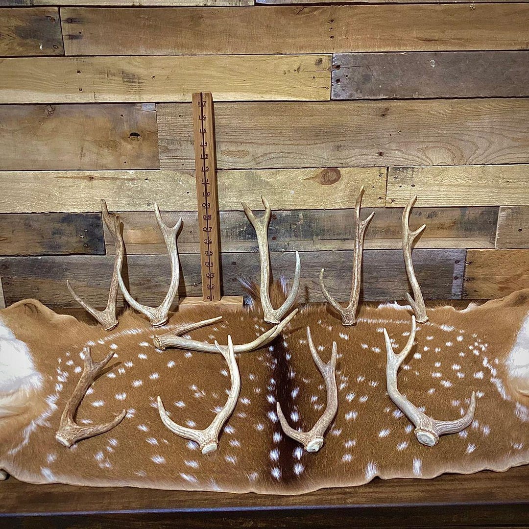 Premium Axis Deer Antler Sheds – Extra Small Size - Choose Quantity - Etsy