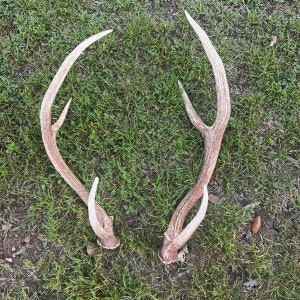 Pair of Non-matching Axis Deer Antler Sheds - XS, Small, Medium, Large ...