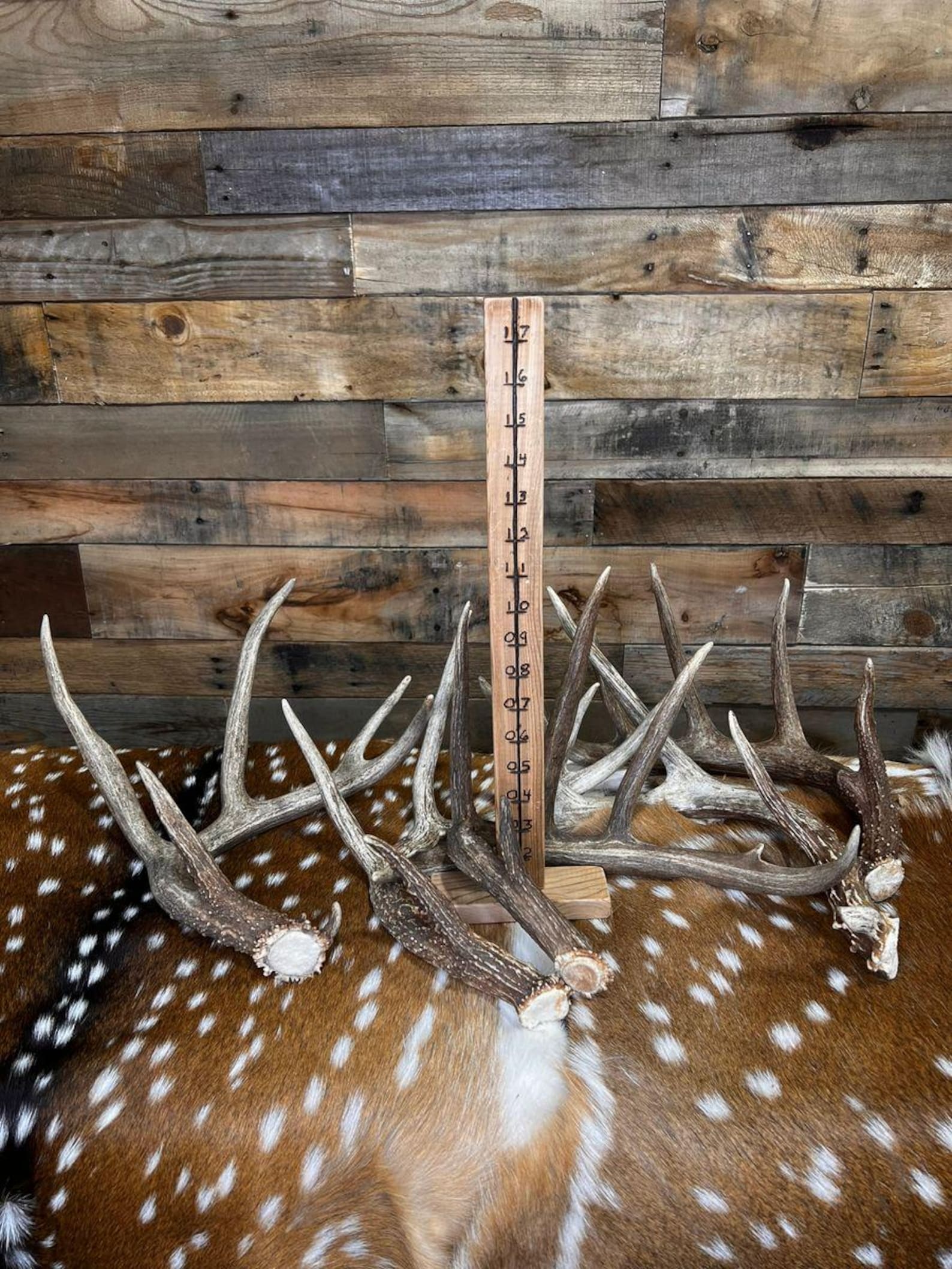 Large Whitetail Deer Antler Sheds - A Grade - Choose Quantity - Etsy