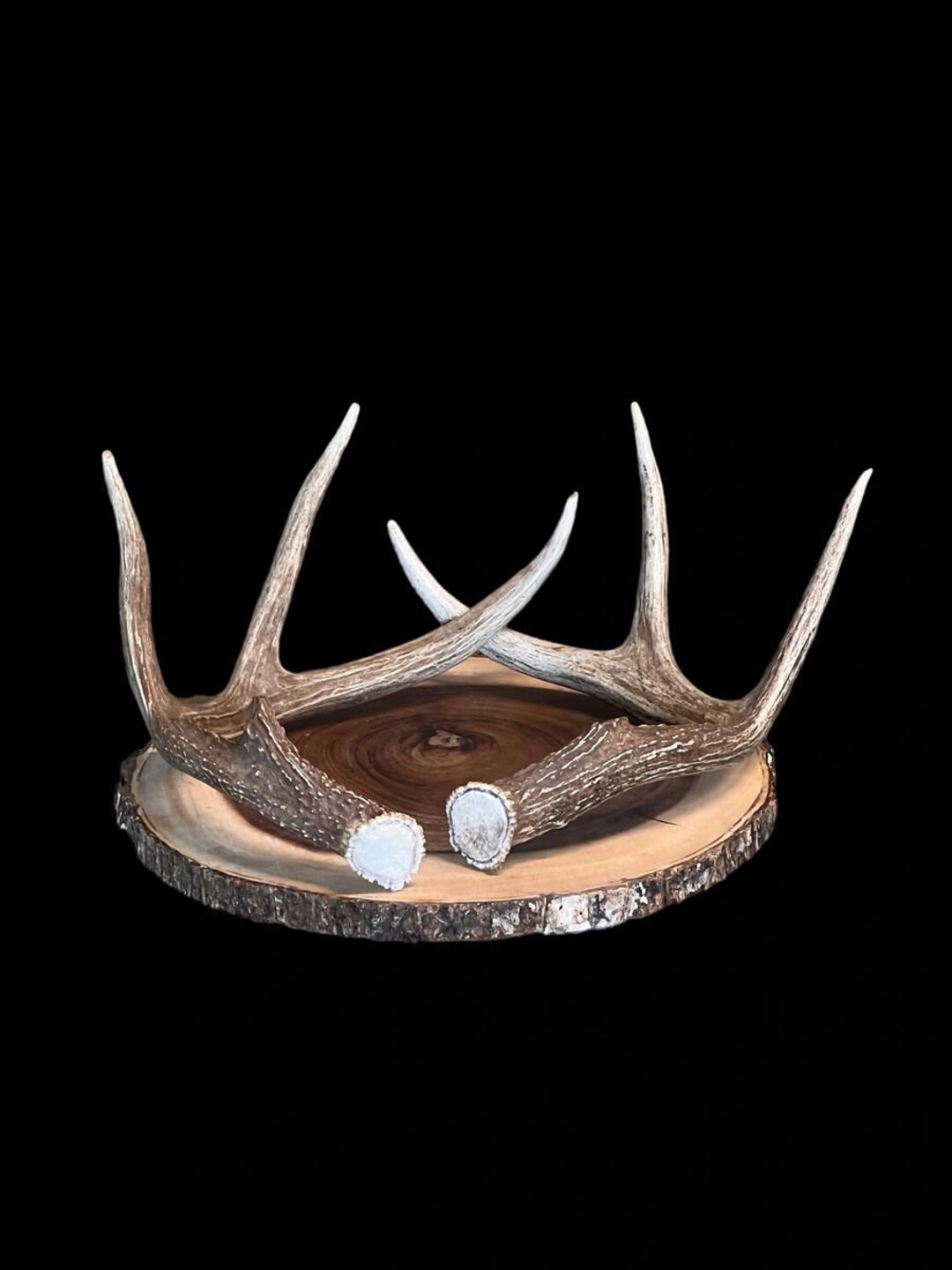 Rattling Antlers Largesized Whtietail Deer Antler Sheds Etsy