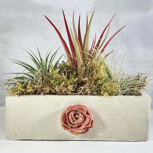 May include: A white rectangular planter with a pink rose design on the front. The planter is filled with green and red air plants and moss.