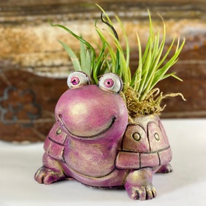 May include: A pink ceramic turtle planter with a whimsical face and large eyes. The planter is filled with green air plants and moss.