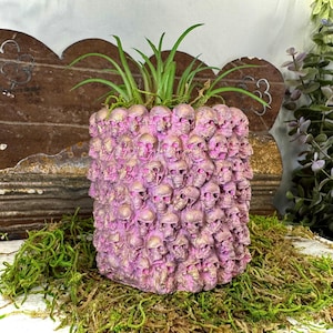 May include: A square, pink planter pot covered in small skull shapes, with gold accents. The pot is filled with a green plant. The planter sits on a bed of green moss.