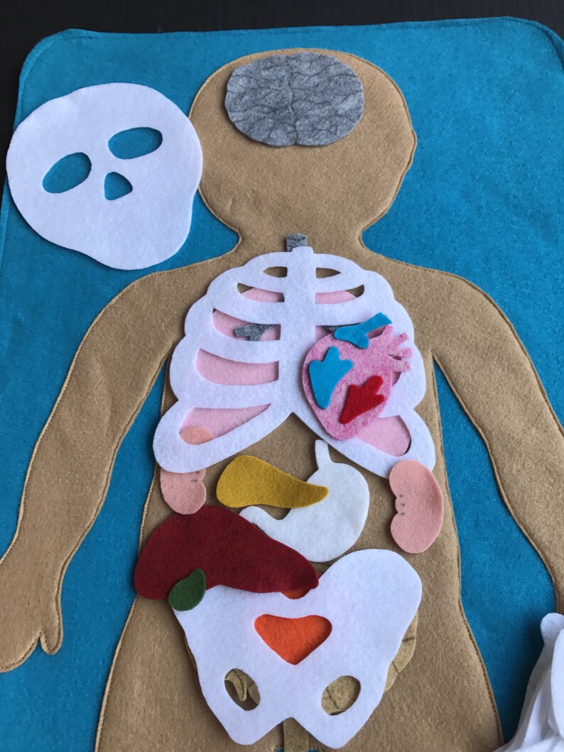 Educational Felt Human Anatomy/ Parts of the Body/ Etsy