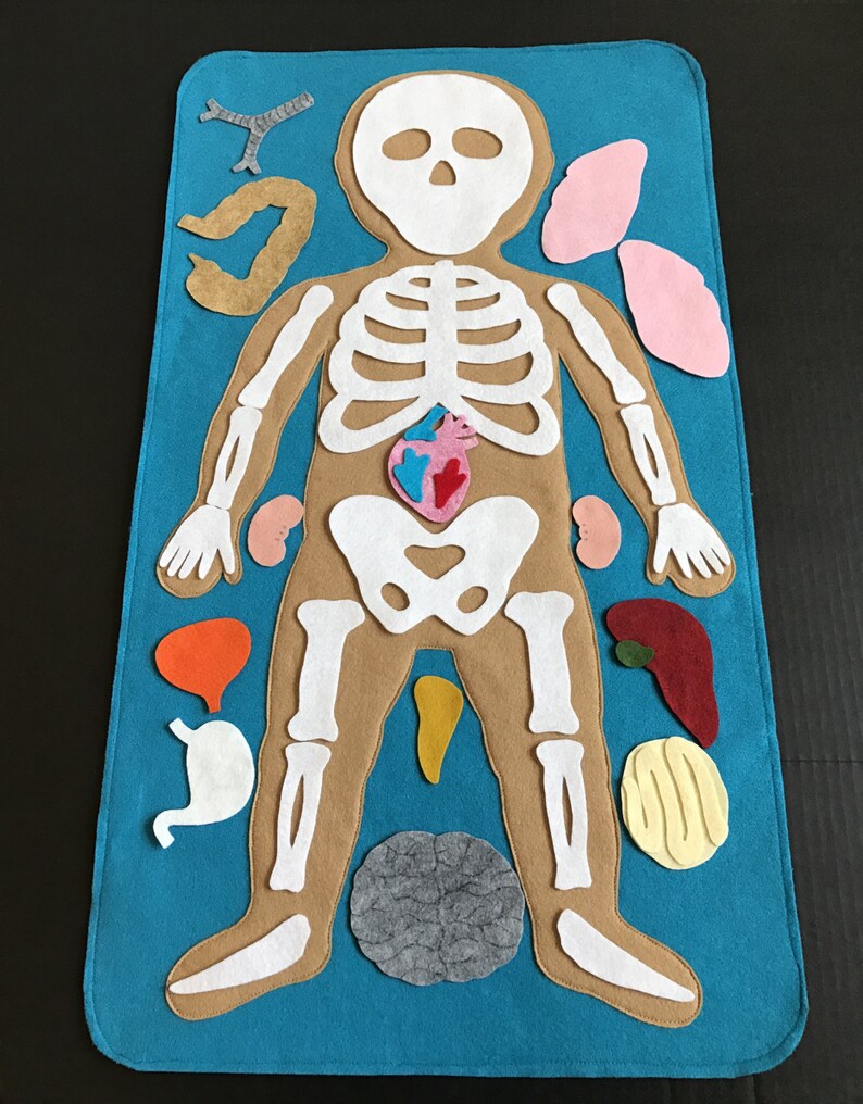 Educational Felt Human Anatomy/ Parts of the Body/ Etsy
