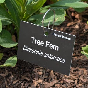 May include: A black plant label with the text "Tree Fern Dicksonia antarctica" is displayed in a garden setting. The label is attached to a metal stake and is surrounded by green foliage and mulch.